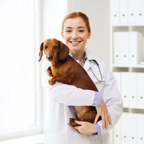 marketing-for-veterinarians marketing-for-veterinarians